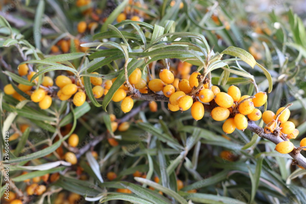 Bright yellow berries ripened on sea buckthorn in the fall. Natural beauty