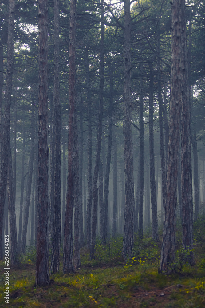 forest on misty morning forest on misty morning