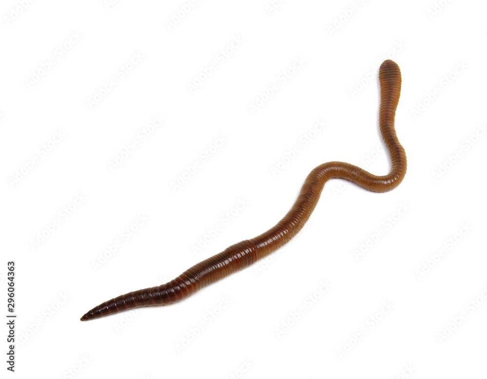 Earth worm isolated on white Earth worm isolated on white