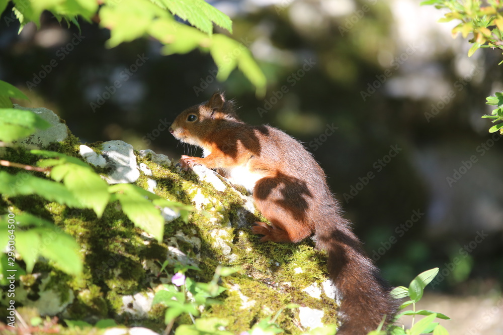 Obraz premium animales varios 