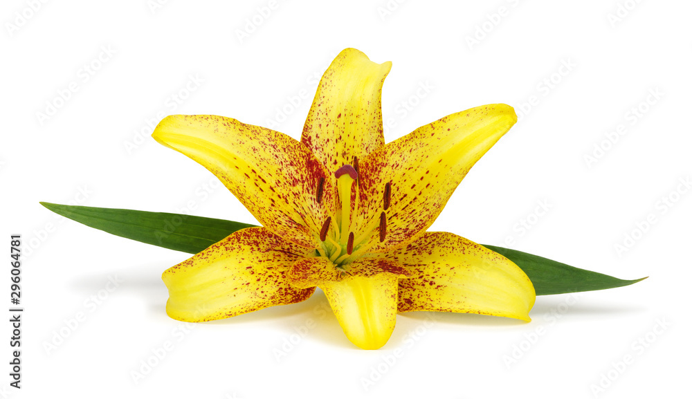 Yellow lily on a white background Yellow lily on a white background
