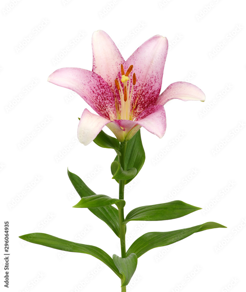 pink lily flower on white background