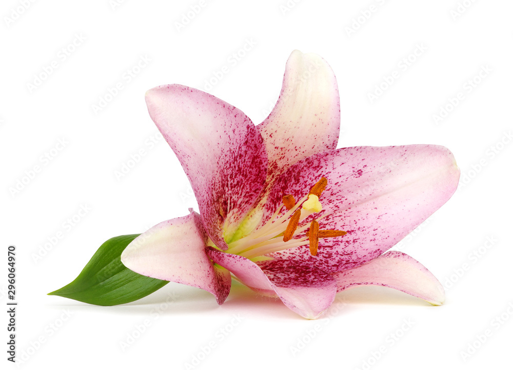 pink lily flower on white background