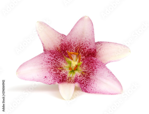 pink lily flower on white background