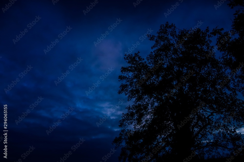 Naklejka premium Indigo sky with tree