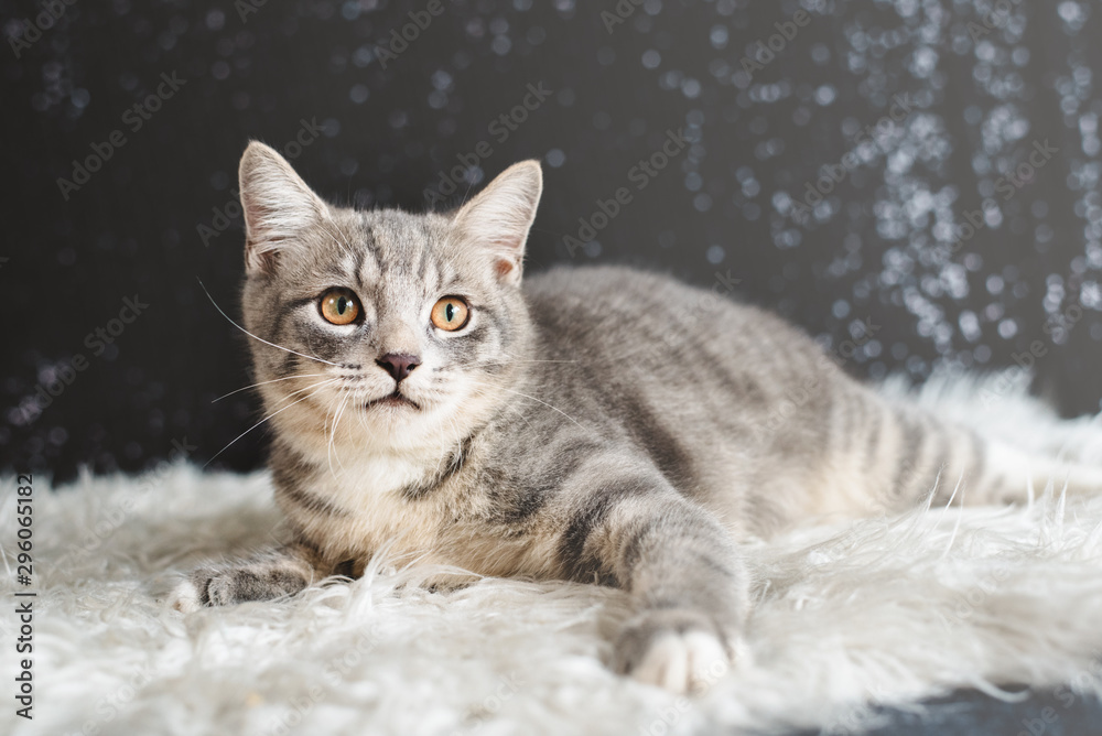 Cute cat portrait. Mixed breed of maine coon with british shorthair. cat looking away from camera