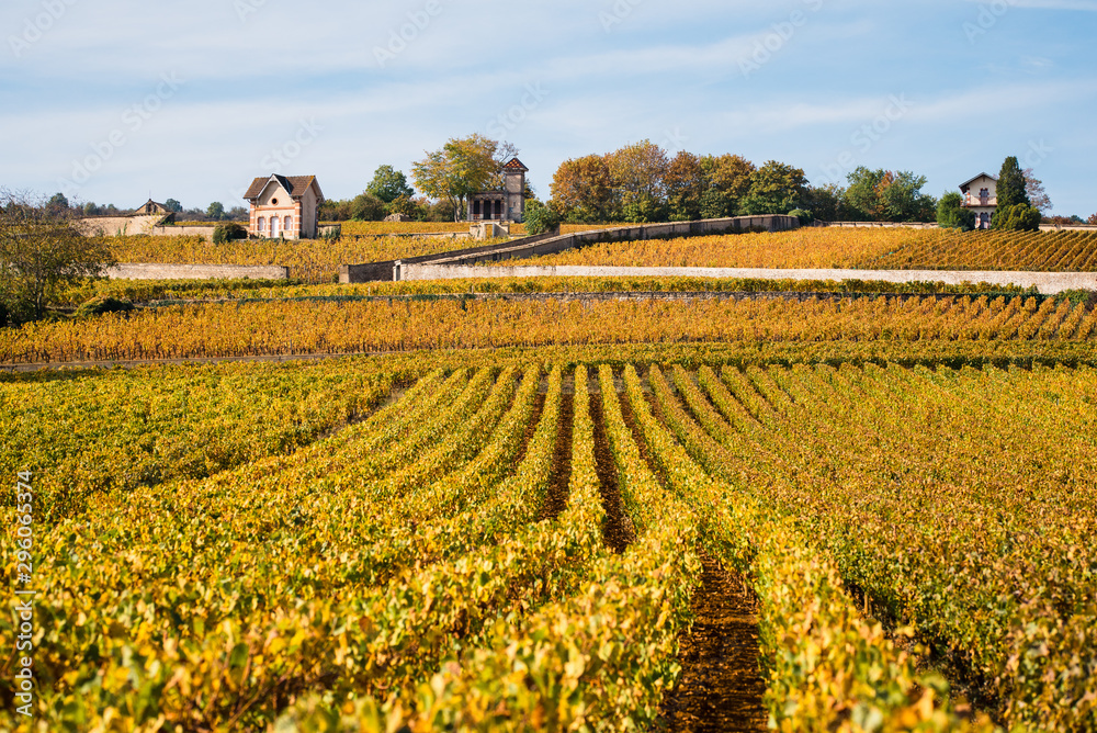rangs de vignes Rougeot à Meursault en côte-d'or bourgogne en automne