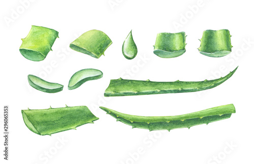 Hand drawn watercolor illustration of green aloe vera. Drawings of sliced leaves of aloe plant, isolated and close up on the white background.