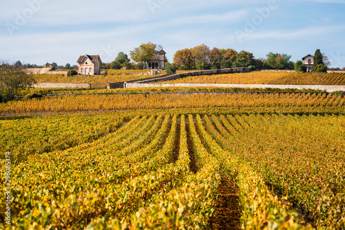 rangs de vignes Rougeot    Meursault en c  te-d or bourgogne en automne