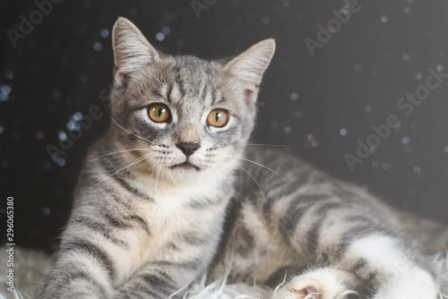Cute cat portrait. Mixed breed of maine coon with british shorthair.