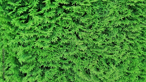 thuja green branches