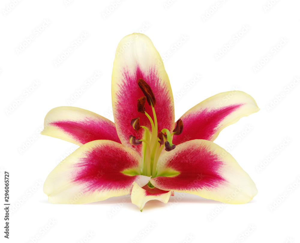red lily flower isolated on white background.