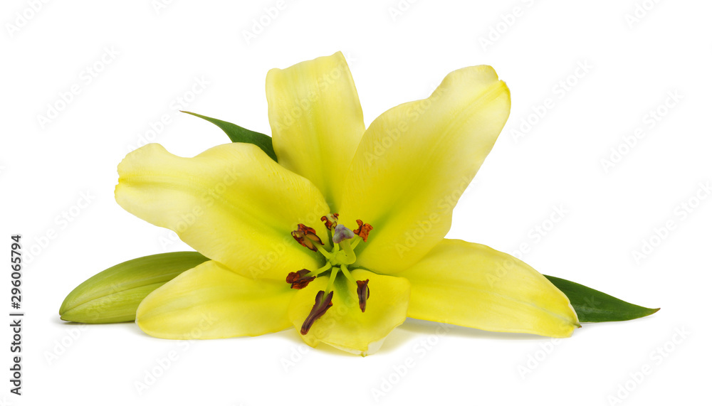 Yellow lily flower with buds isolated on a white Yellow lily flower with buds isolated on a white