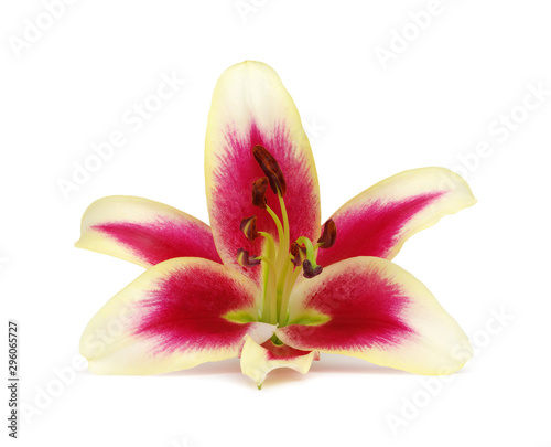 red lily flower isolated on white background.