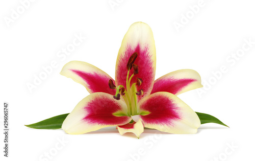  lily flower isolated on white