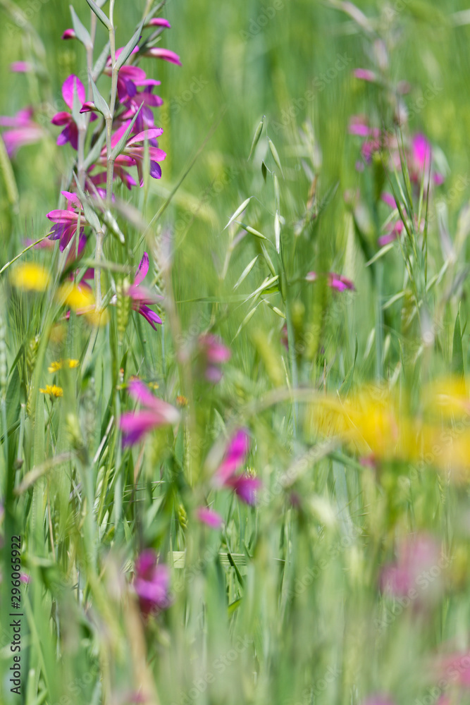 Wiese mit illyrische Siegwurz Wiese mit illyrische Siegwurz