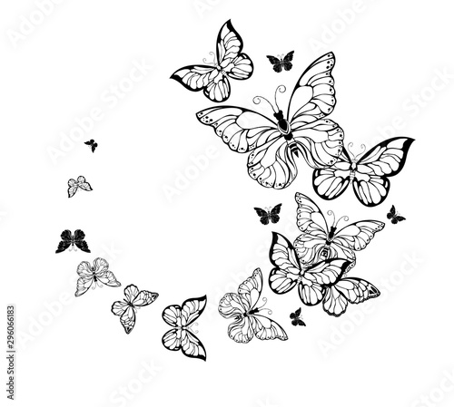 Flight of contour butterflies