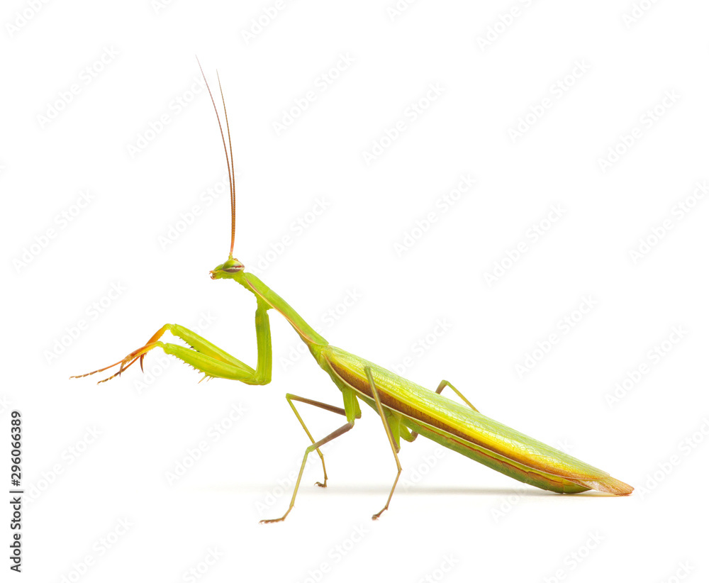 European Mantis isolated on white