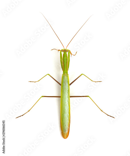 Mantis isolated on a white