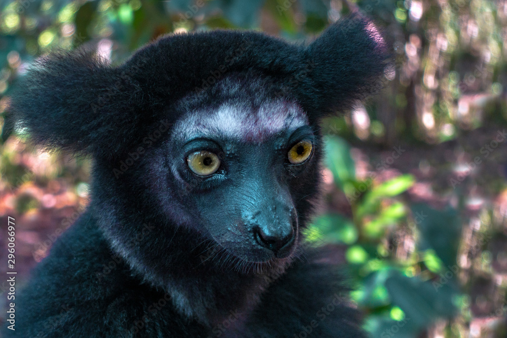 Beautiful image of the Indri lemur - Indri Indri. Wild nature .Madagascar.  Stock Photo | Adobe Stock