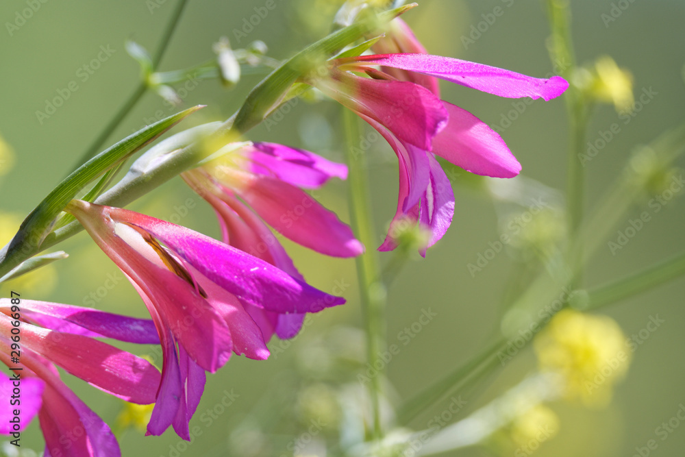 Fototapeta premium Illyrische Siegwurz