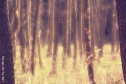Forest dream soft fantasy photo background