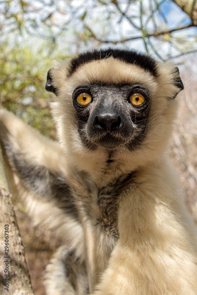 Obraz premium Sifaka lemur, Silky sifaka (Propithecus candidus), Madagascar