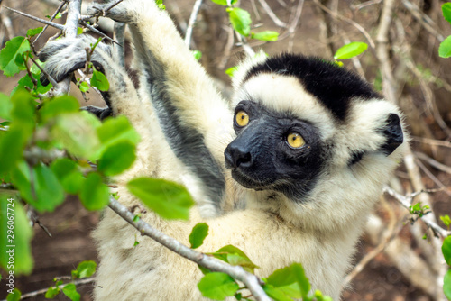 Sifaka lemur, Silky sifaka (Propithecus candidus), Madagascar photo