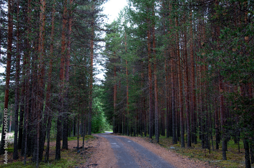Fototapeta premium nature of Karelia