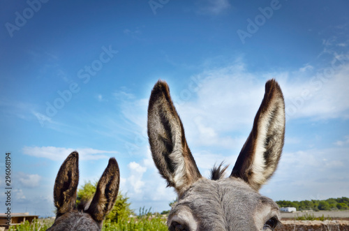 Two donkeys close to a wall in a farm in Formentera Island in a sunny day © Uve