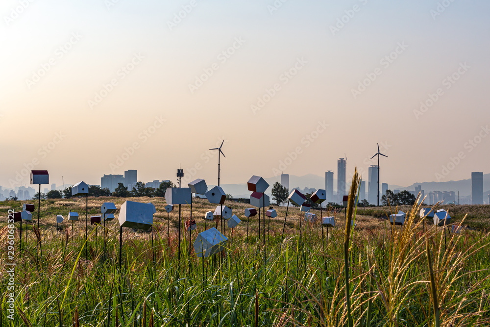A landscape view of the reed beds at the park in the early morning of October, seoul korea A landscape view of the reed beds at the park in the early morning of October, seoul korea
