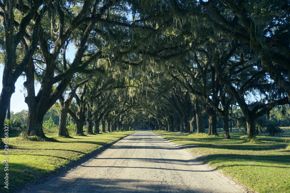Dirt road lined with Live Oak trees Dirt road lined with Live Oak trees