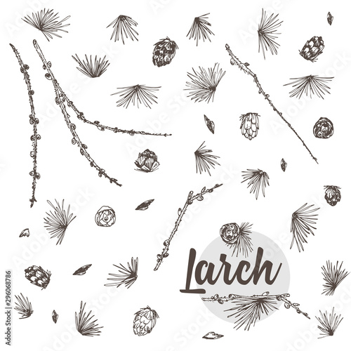 Set ink hand drawn sketch of larch branches with pinecones isolated on white background Good idea for vintage Merry christmas card, new year conifer tree pattern or decorative design.
