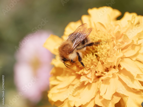 Bombus pascuorum | Die Ackerhummel, gelblich bis rötlichbraun behaart photo