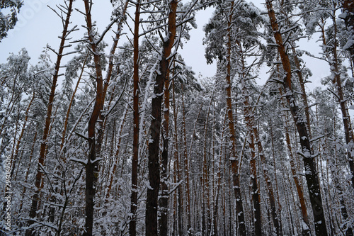 Bottom view of many snow trees in the forest.