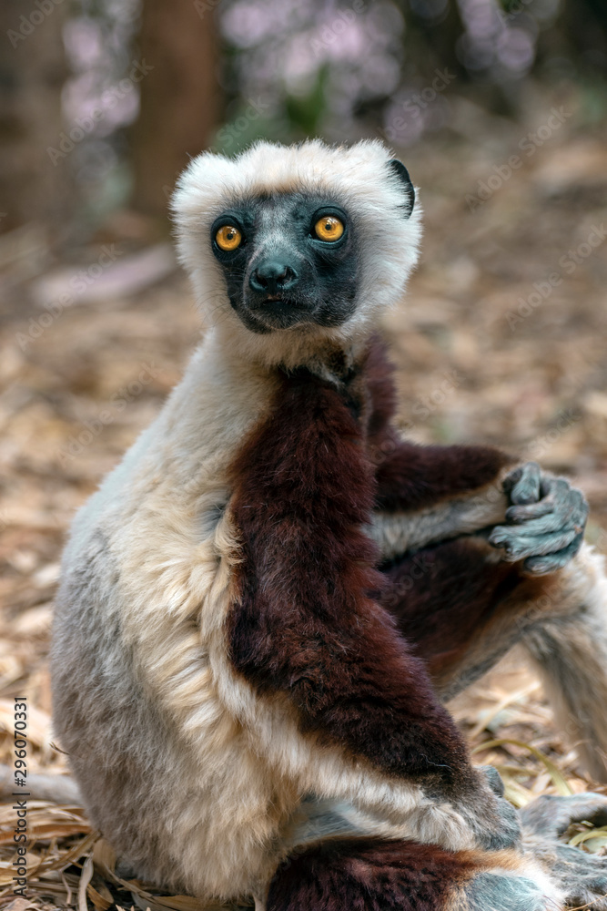 Obraz premium Crowned sifaka lemur ( Propithecus coronatus ), Portrait. Madagascar - wild nature.