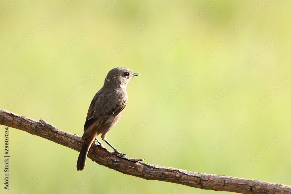 bird on a branch bird on a branch