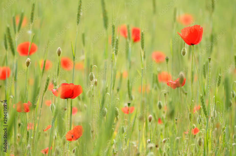 Obraz premium Klatschmohn in einem Getreidefeld