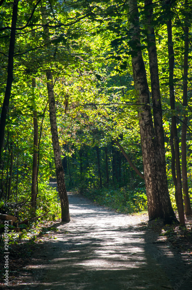 Fototapeta premium spring in Sokolniki park