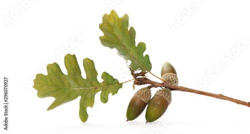 Valokuva Oak leaves on twig in autumn with acorns isolated on white background