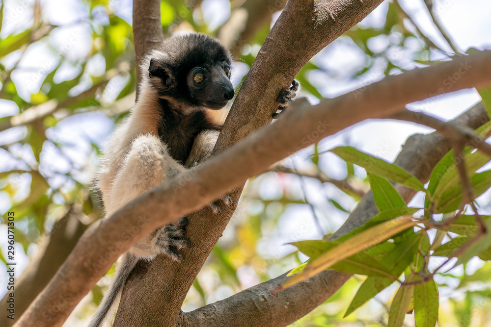 Fototapeta premium Crowned sifaka lemur ( Propithecus coronatus ),Young baby. Portrait.Madagascar - wild nature.