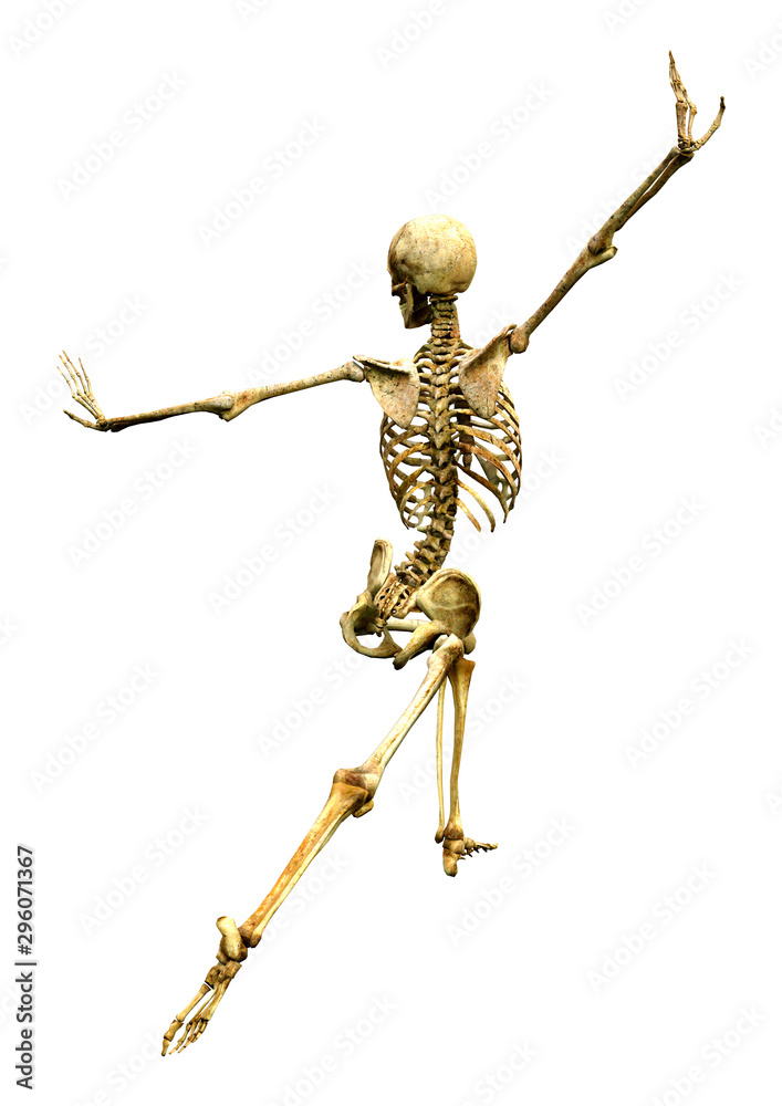 3D Rendering Human Skeleton on White 3D Rendering Human Skeleton on White