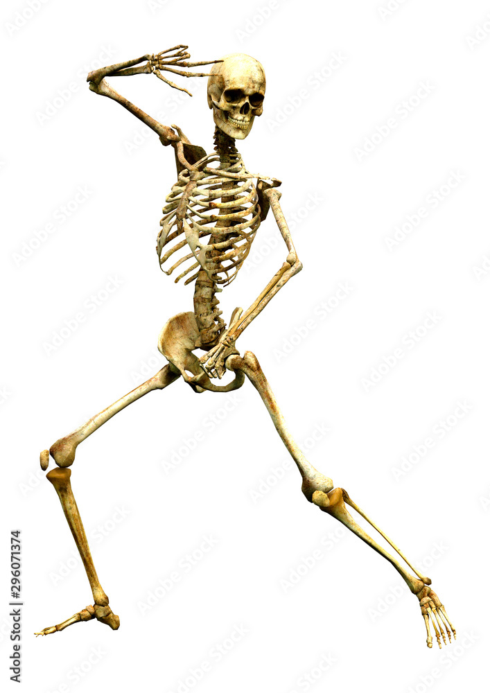 3D Rendering Human Skeleton on White