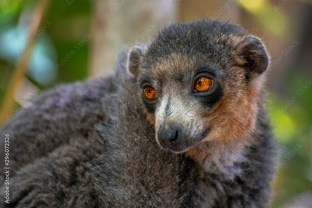 Fototapeta premium Red Fronted Brown Lemur ( Eulemur rufifrons ). Madagascar, Close up