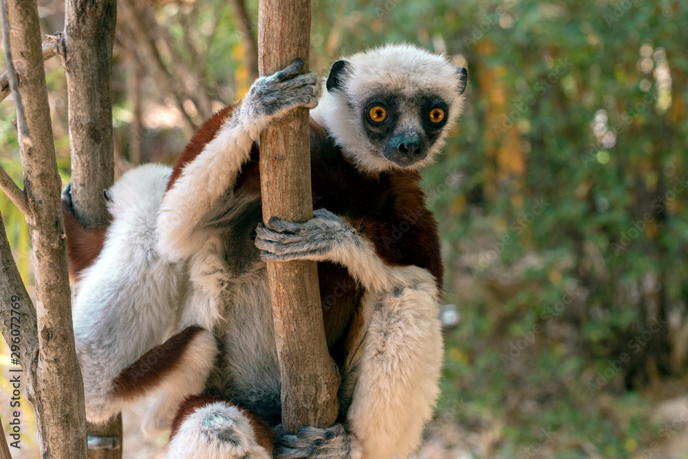 Obraz premium Crowned sifaka lemur ( Propithecus coronatus ), Mother and Baby. Wild nature Madagascar