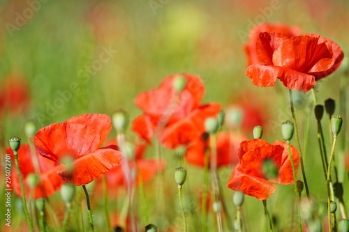 Wiese mit Klatschmohn