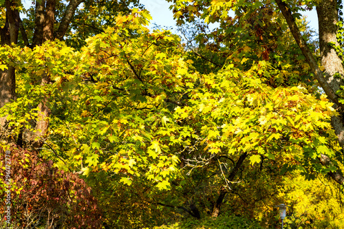 Bunte herbstliche Blätter an Bäumen und Sträuchern im Monat Oktober