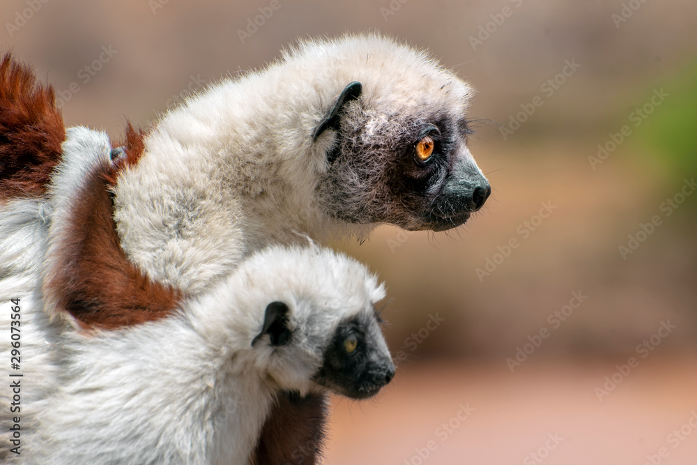 Fototapeta premium Crowned sifaka lemur ( Propithecus coronatus ), Mother and Baby. Wild nature Madagascar
