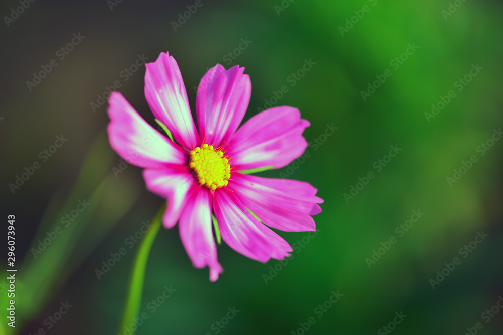 Autumn Yinghua Blooming in Spring-Micro Close-up Autumn Yinghua Blooming in Spring-Micro Close-up