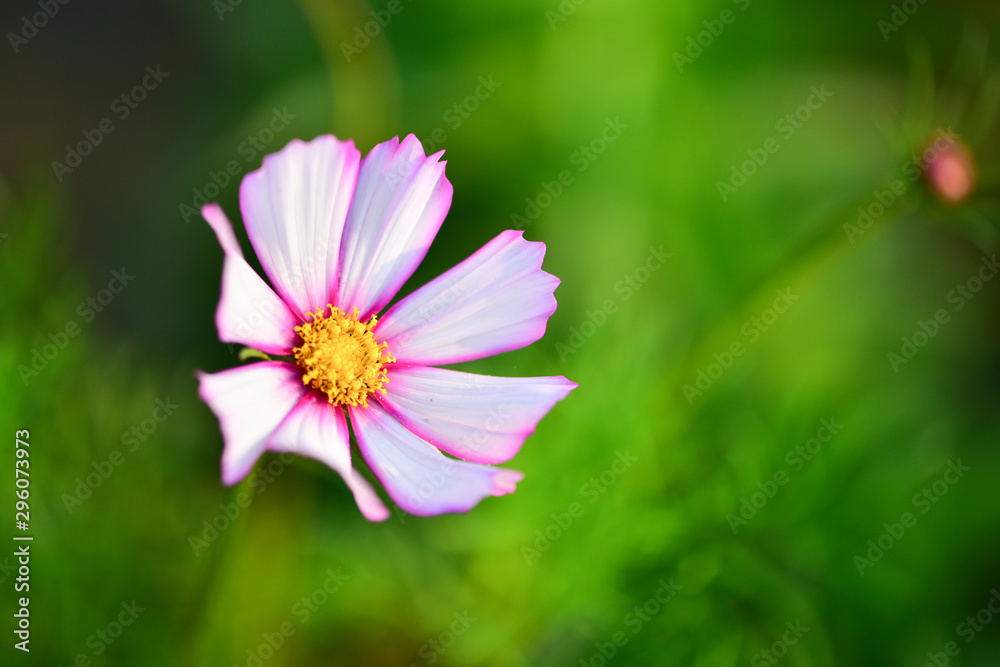 Autumn Yinghua Blooming in Spring-Micro Close-up Autumn Yinghua Blooming in Spring-Micro Close-up